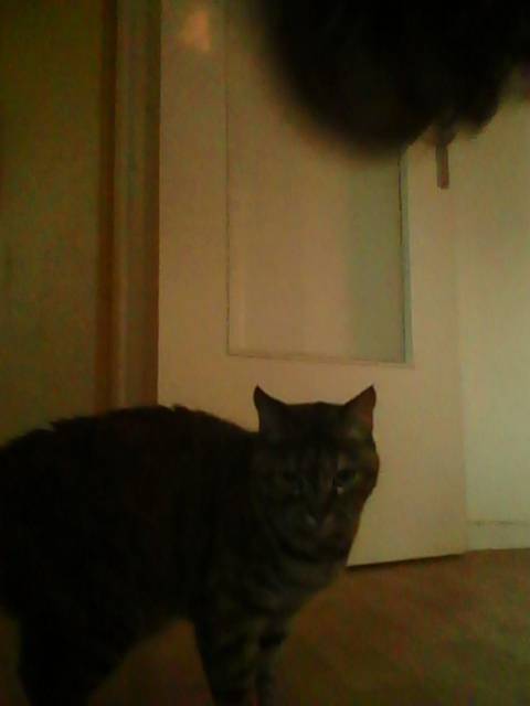 lila - (13 ans)