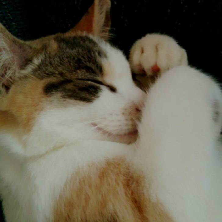 Meeka - (7 mois)