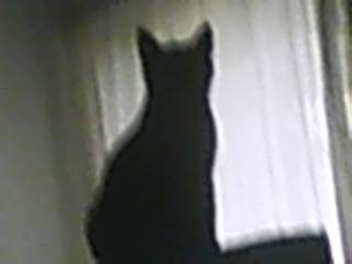 Shadow - (2 ans)