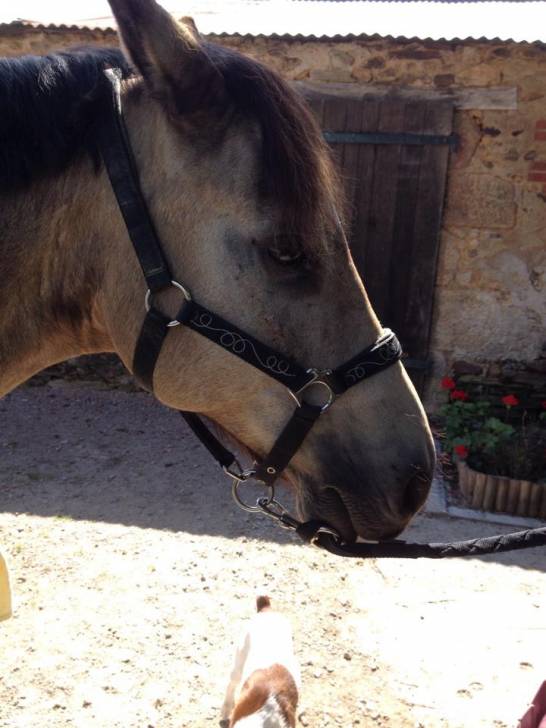 mikmak - Mâle (14 ans)