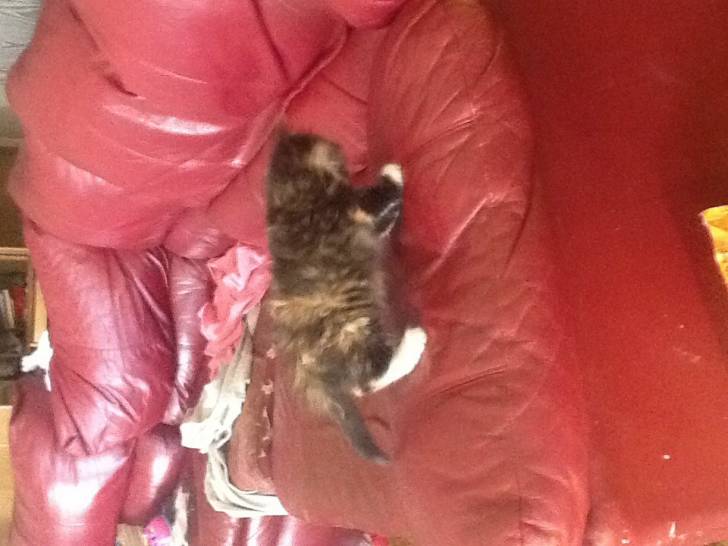 Cinder - (10 mois)