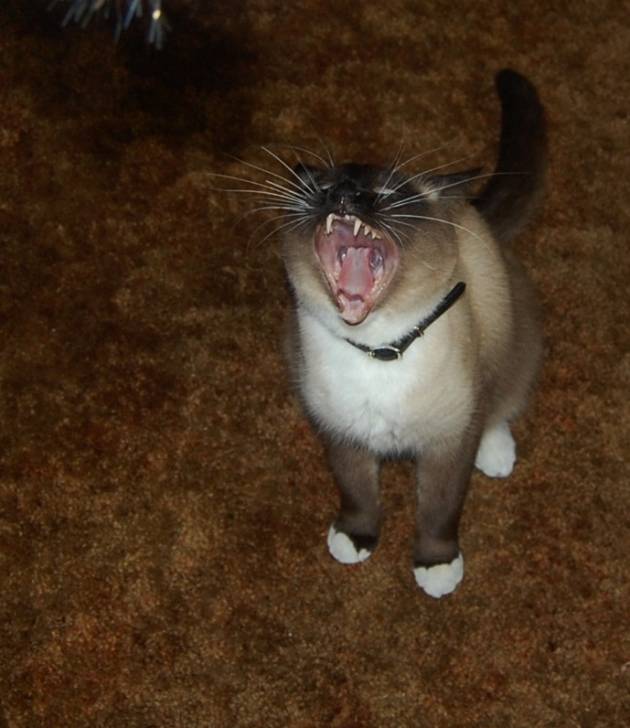 ziggy - Mâle (3 ans)