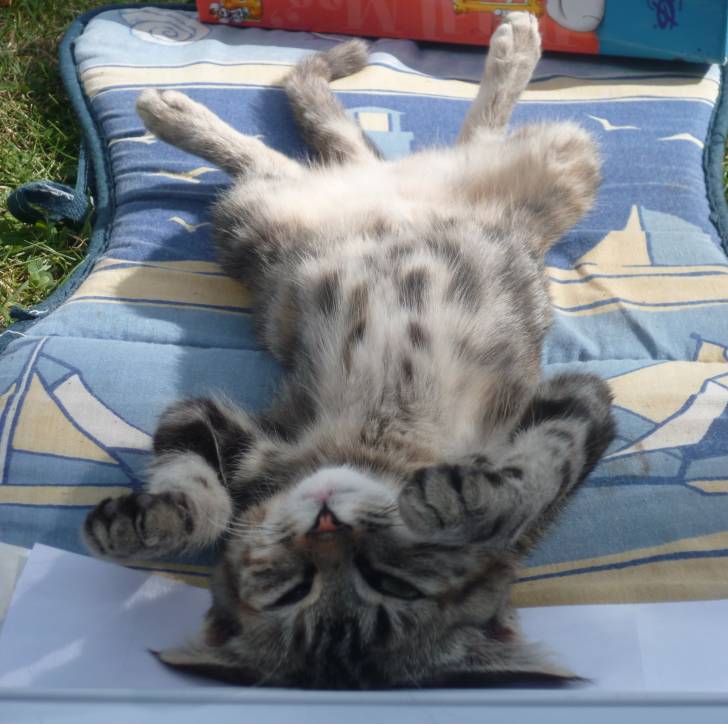 Minette - (4 ans)
