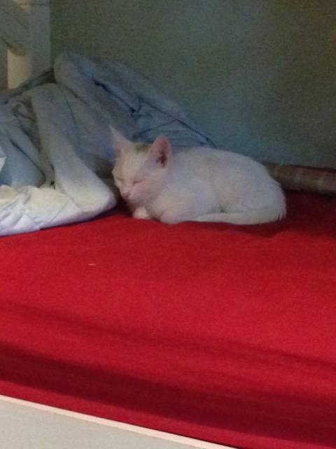Camellia - (8 mois)
