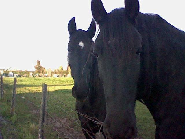 bella et black-beauty - Mâle (2 ans)