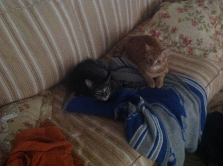 Garfield and nermal - (6 mois)