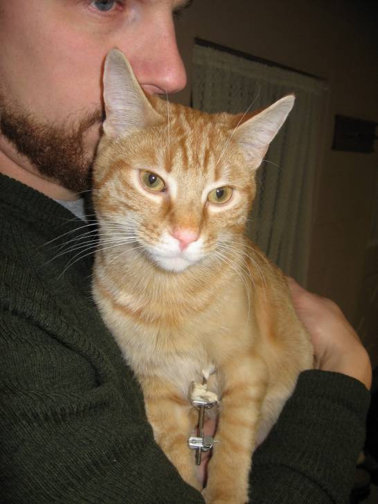 Furious - Mâle (2 ans)