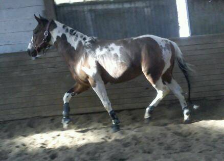 Alaska Delta Color - Mâle (4 ans)