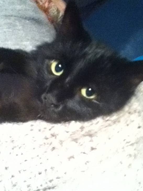 romebo - Mâle (5 ans)