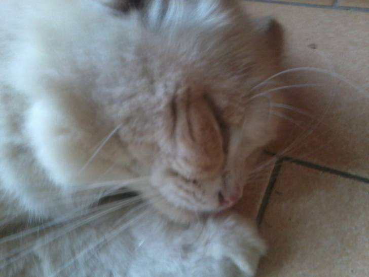 Luna - (5 ans)