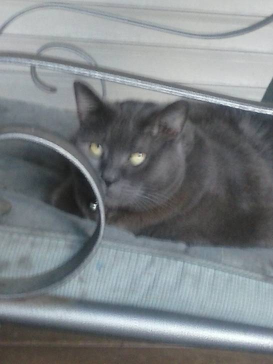 Polly - (7 ans)