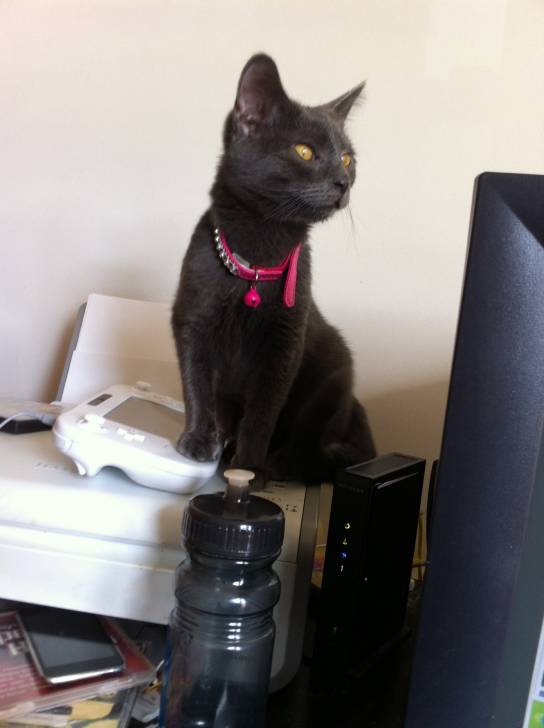 Maribelle - (6 mois)