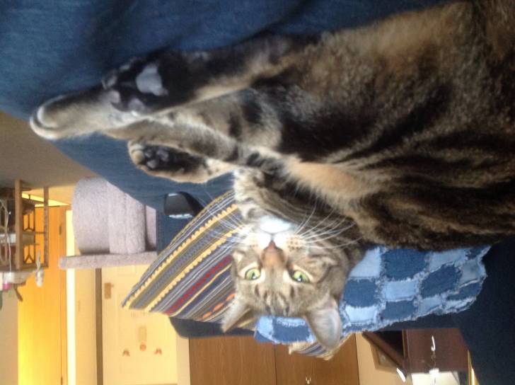 Smokey - Mâle (5 ans)