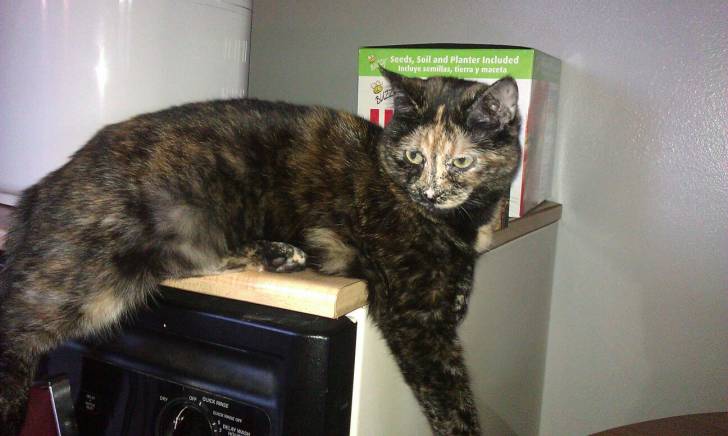 Cookie - (2 ans)
