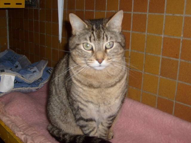 Guimauve - (3 ans)
