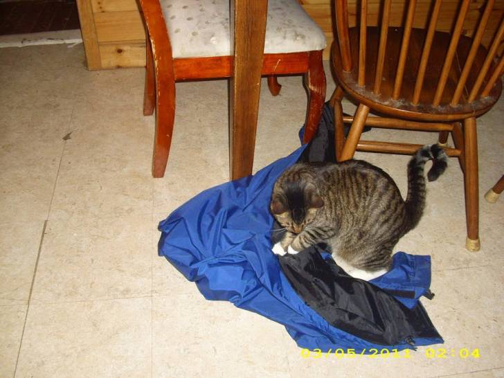 Socks - Mâle (3 ans)