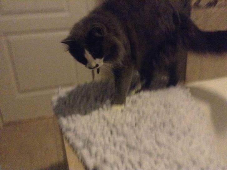 Socks - Mâle (3 ans)