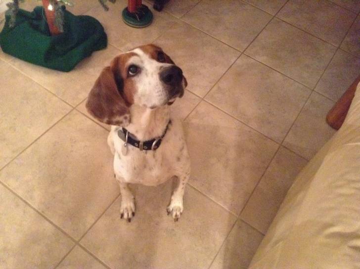 Luke - Mâle (6 ans)