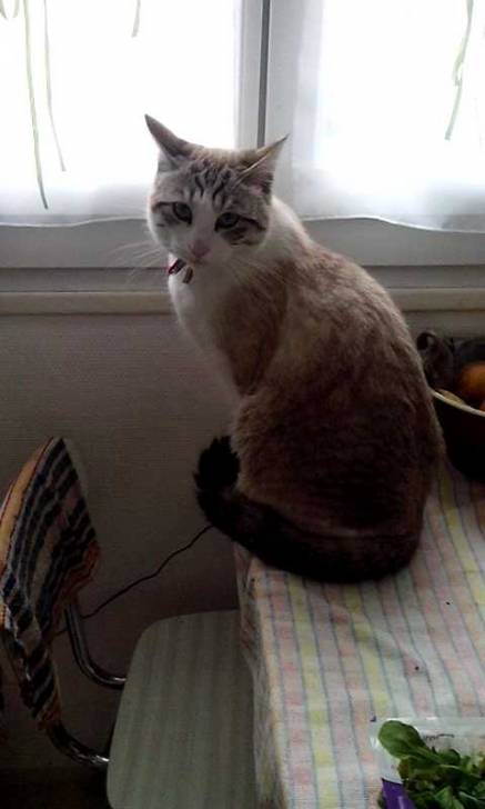 Hiris - Mâle (2 ans)