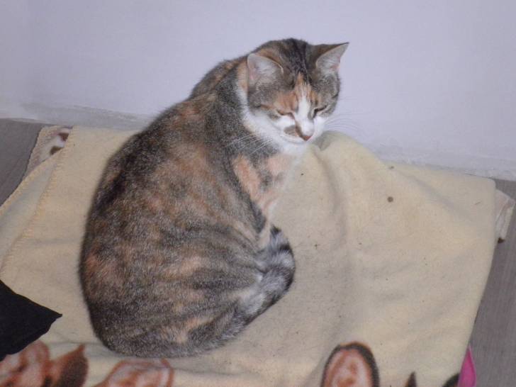 Paillette - (5 ans)