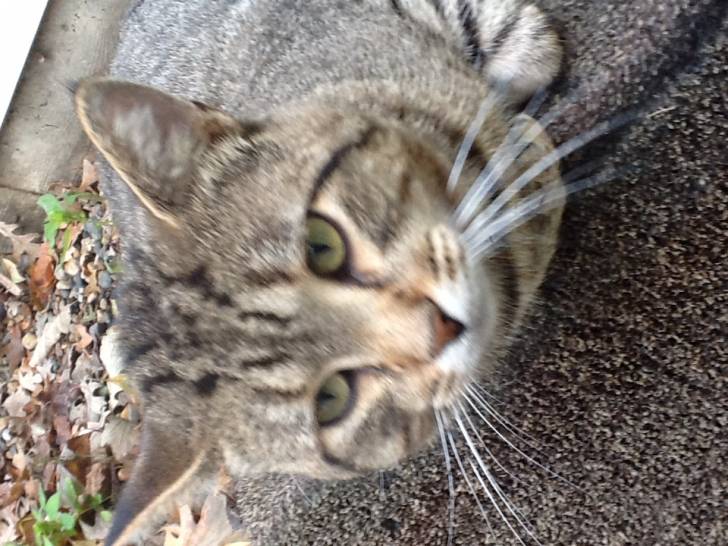 Tommy - Mâle (2 ans)