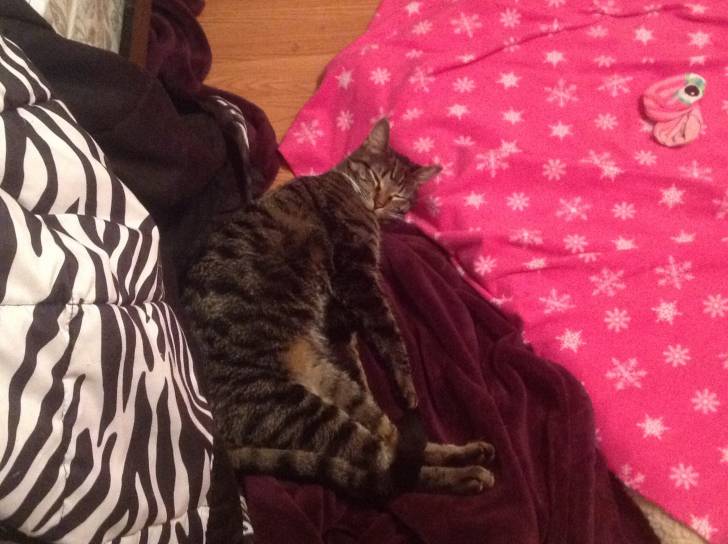 Nermal - (10 mois)