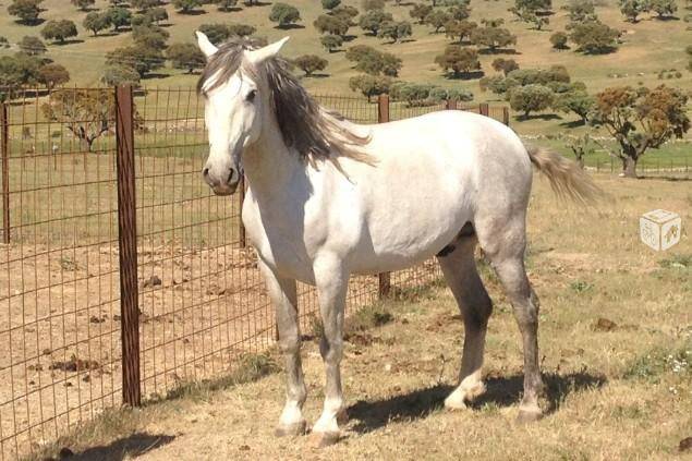 Tolouse - (4 ans)