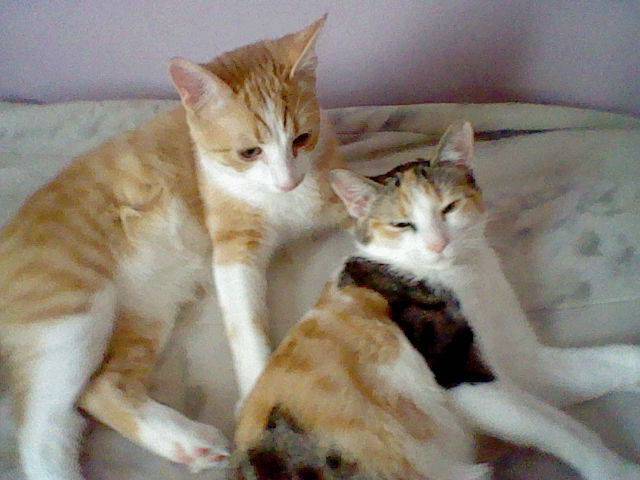 Rose & Simba -