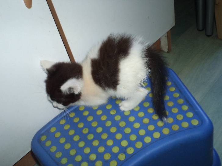 noa - (2 mois)