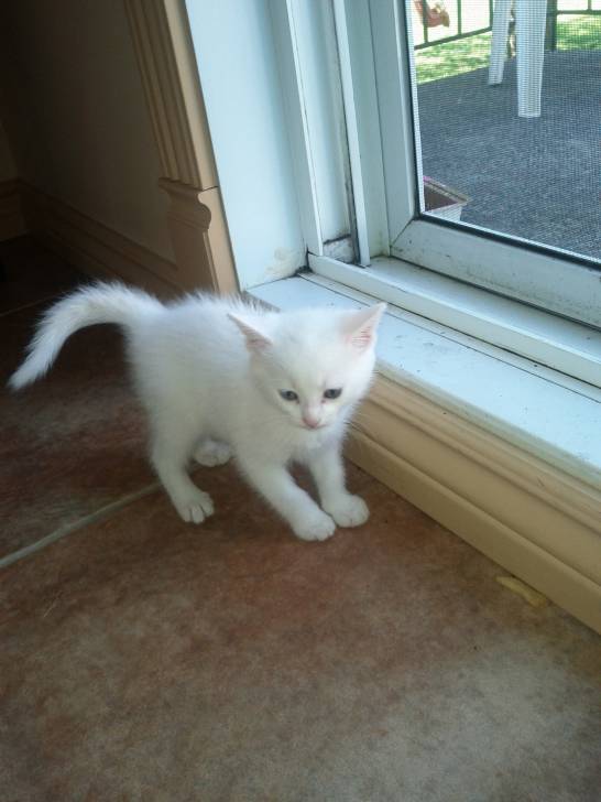 mousse - (3 mois)