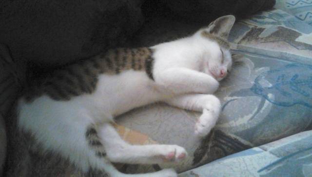 Evil - (3 mois)