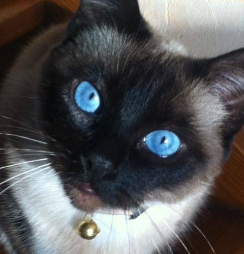 Niévé - (4 ans)
