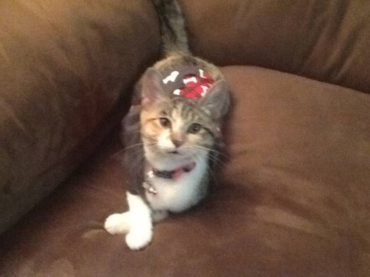 Tigger - (5 mois)