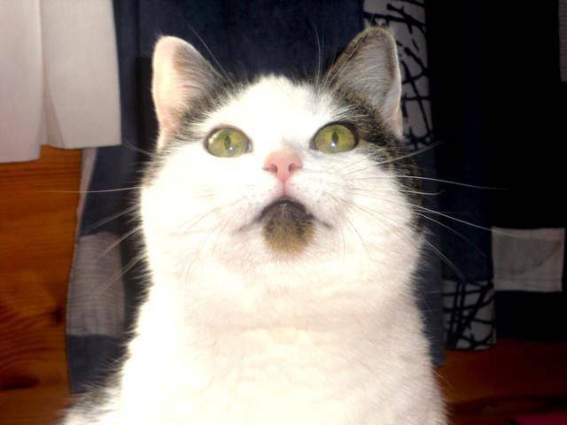 Ysy - Mâle (6 ans)