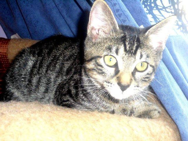 Erakis - Mâle (3 ans)