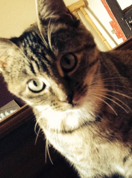 Litchy - (6 mois)