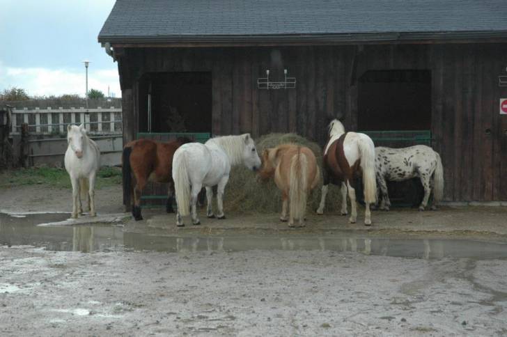 Nessie, ?, Zorro, Maitre meuh meuh, Sakia, ? -