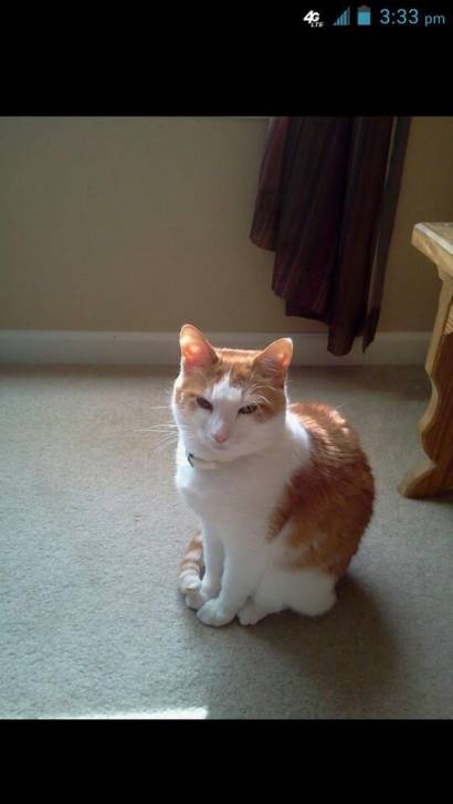 Teddy - Mâle (5 ans)