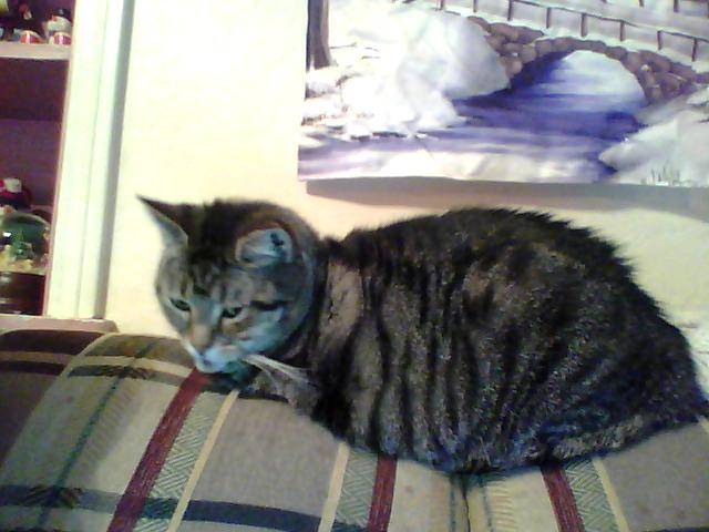 Tiger - (6 ans)