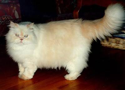 Beauty - (3 ans)