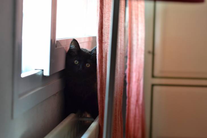 Angelo - Mâle (2 ans)