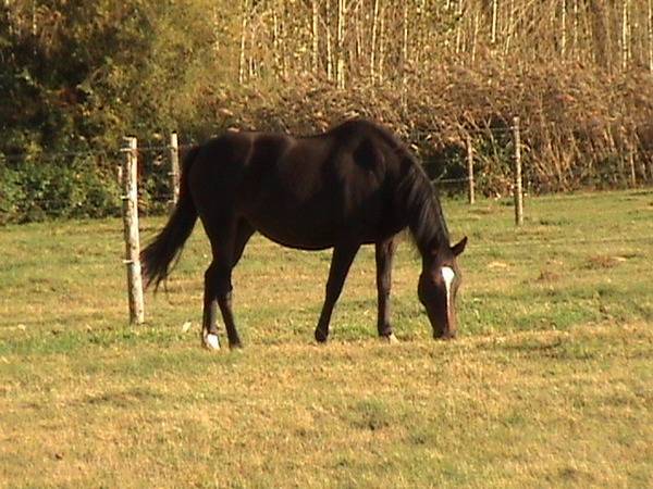 Primat Jet - (10 ans)