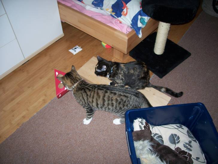meine Katzen - Mâle (7 mois)