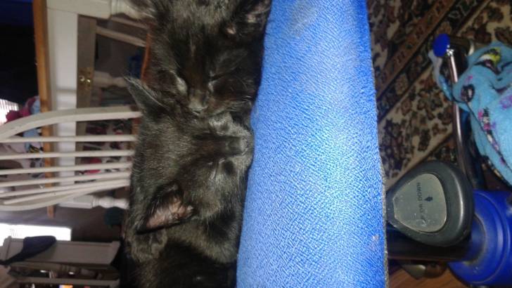 Hunter and Felix - Mâle (1 mois)