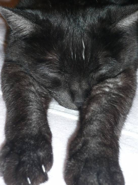 Shadow - (8 ans)