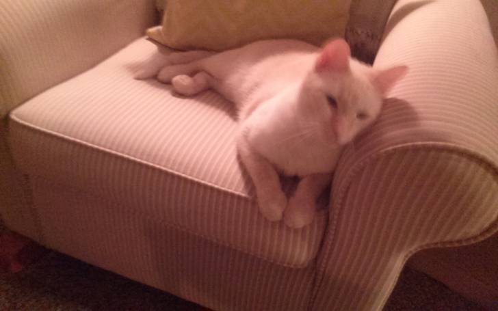 snowflake - Mâle (2 ans)