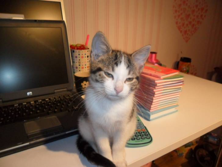 Helios - Mâle (3 ans)