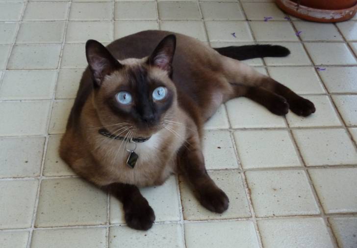 Nemo - Mâle (8 ans)
