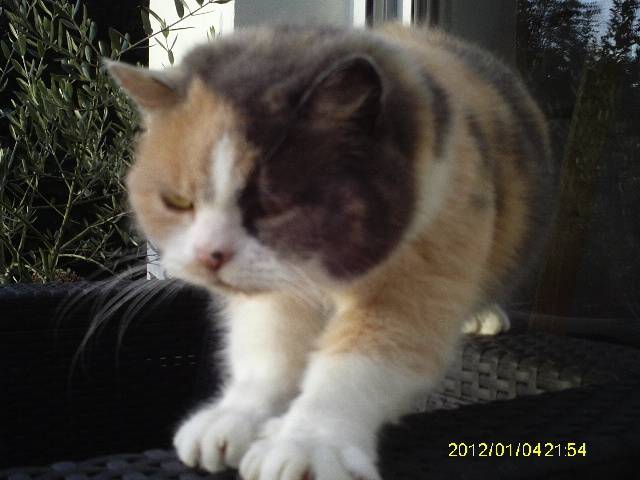 Pralinette - (7 ans)