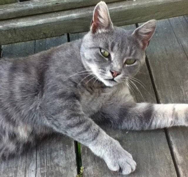 Lady - (5 ans)